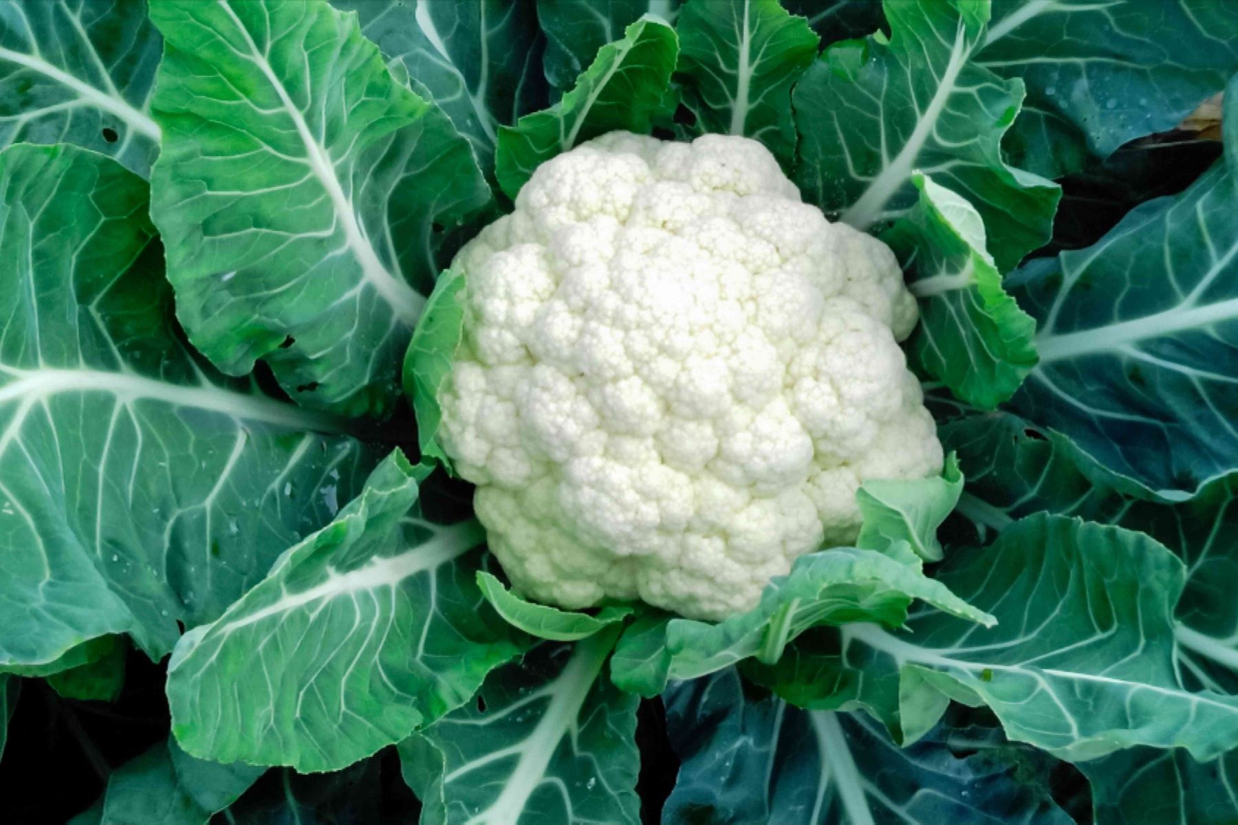 cauliflower-recipe